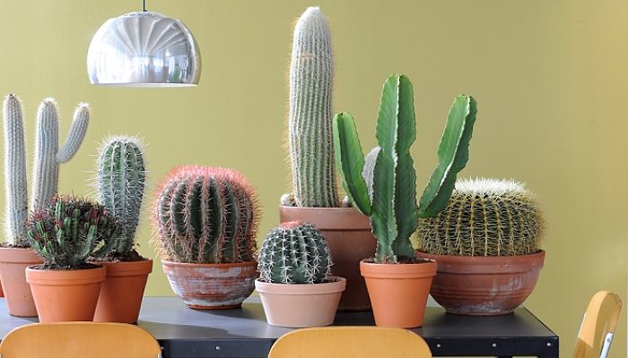 como cuidar un cactus