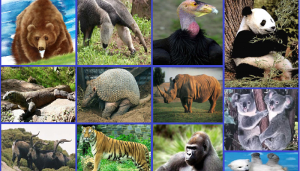 informacion sobre animales en peligro de extincion