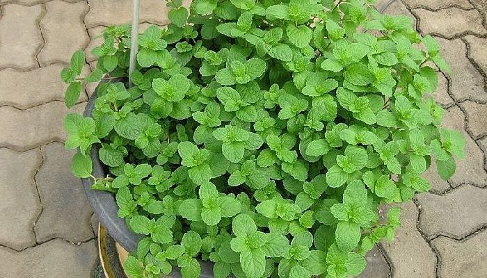 diferencias de la menta y hierbabuena